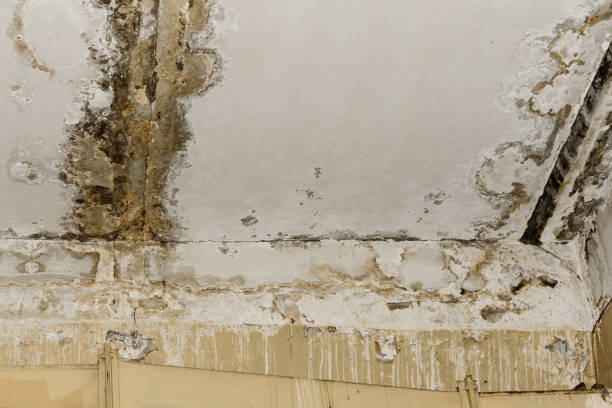 Best Biohazard Mold Removal  in Oakley, UT