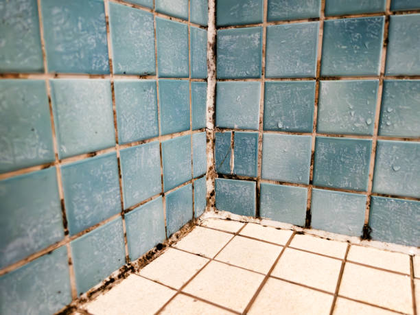 Best HVAC Mold Inspection and Cleaning  in Oakley, UT