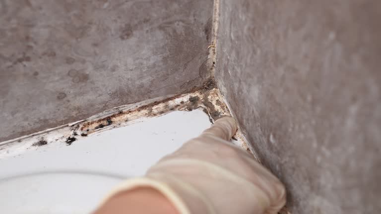 Best Basement Mold Removal  in Oakley, UT